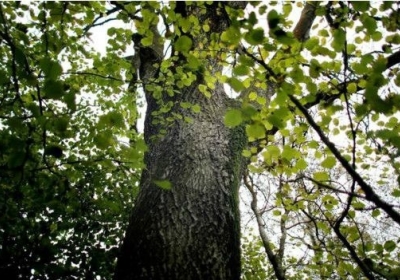 Це дерево може зникнути з наших лісів. Фото: bbc.com
