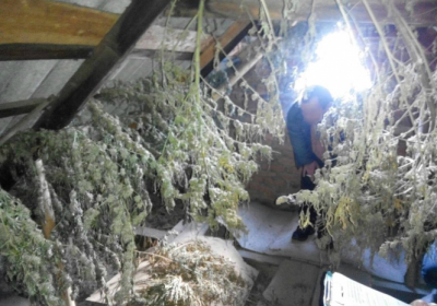 На Закарпатье мужчина устроил на чердаке дома сушку для марихуаны