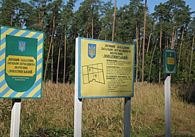 На Львівщині чиновник вирубував рідкісні дерева, чим завдав державі 22 млн грн збитків