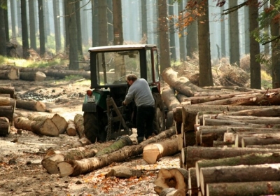 В Украине создали интерактивную карту вырубки лесов в Карпатах